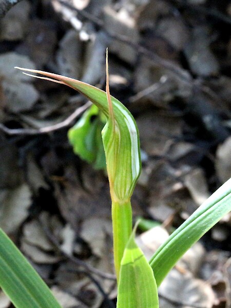 Pterostylis cardiostigma