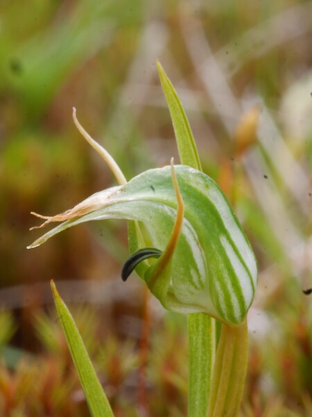 Pterostylis cernua