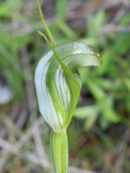 Pterostylis foliata