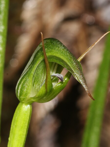 Pterostylis graminea