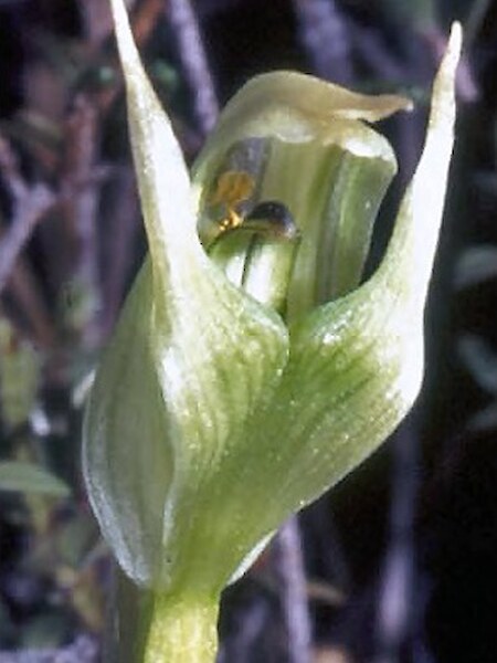 Pterostylis paludosa
