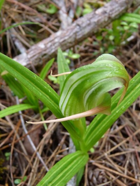Pterostylis patens
