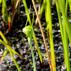 Kaimaumau Wetland 22 September 2022. Photo: Bill Campbell
