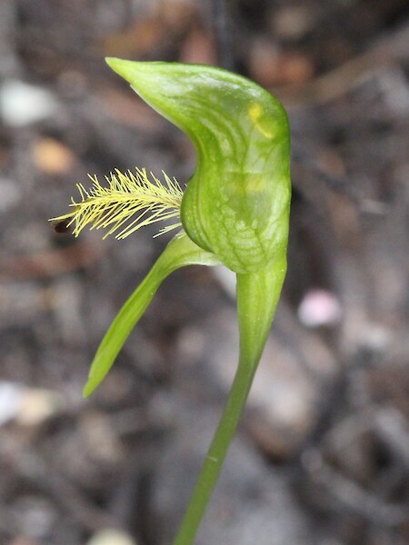 Pterostylis tasmanica