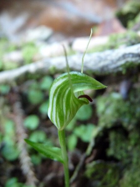 Pterostylis trullifolia