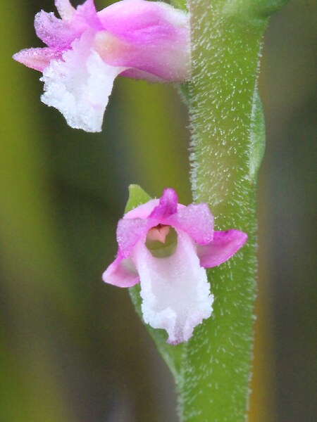 Spiranthes australis