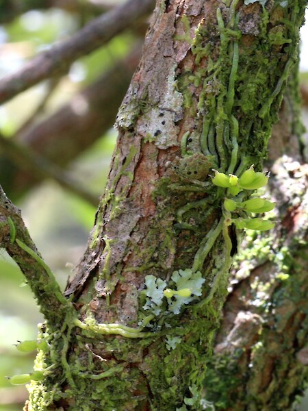 Taeniophyllum northlandicum