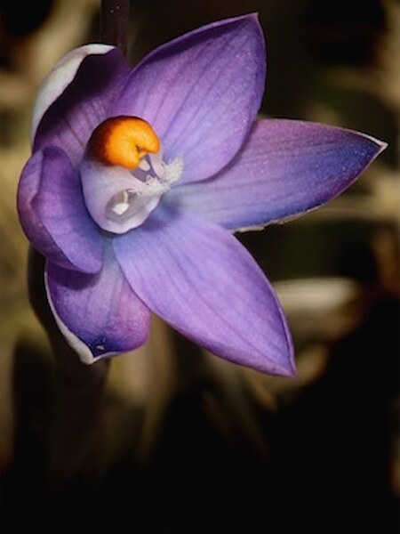 Thelymitra “orange-top”
