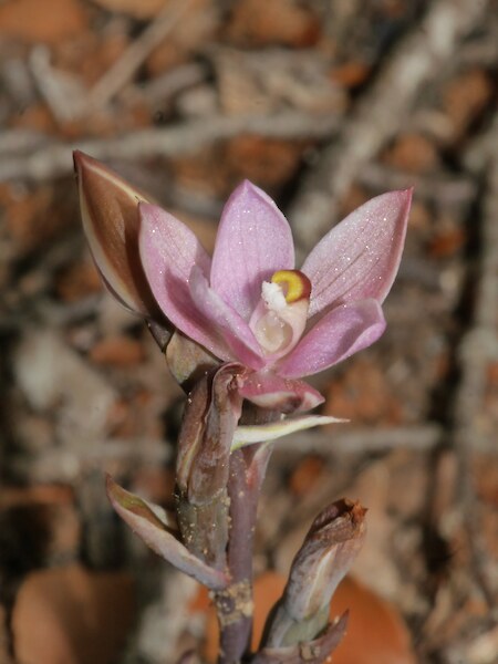 Thelymitra “Whakapapa”
