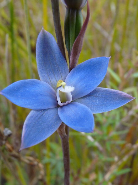 Thelymitra aemula