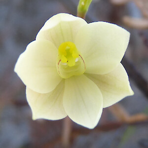 Pale flowered form, Stratford Drive, Cable Bay 3 October 2010. Photo: Bill Campbell