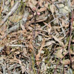 Plant in bud, Tahanga Road, Kaingaroa 11 October 2014. Photo: Bill Campbell