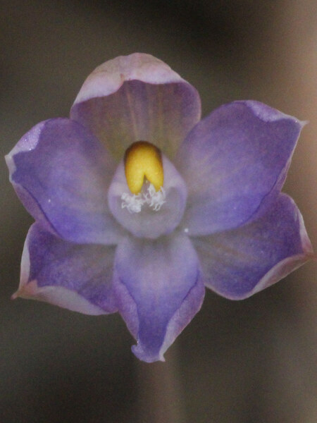 Thelymitra colensoi