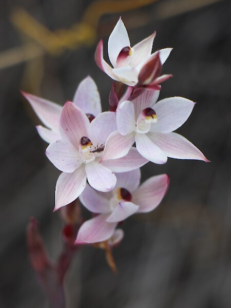 Thelymitra longifolia