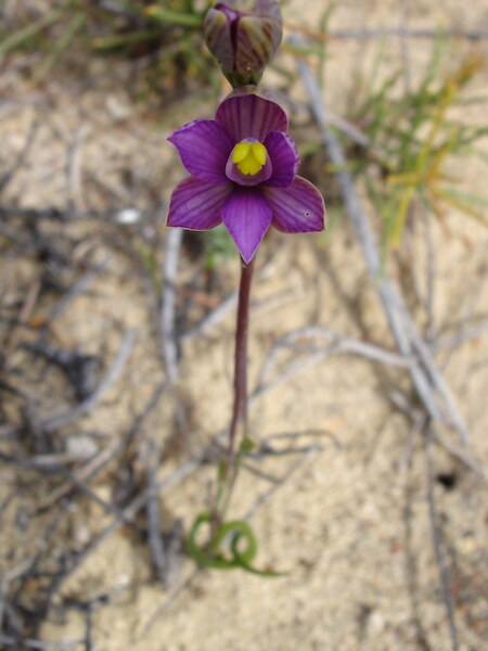 Thelymitra matthewsii