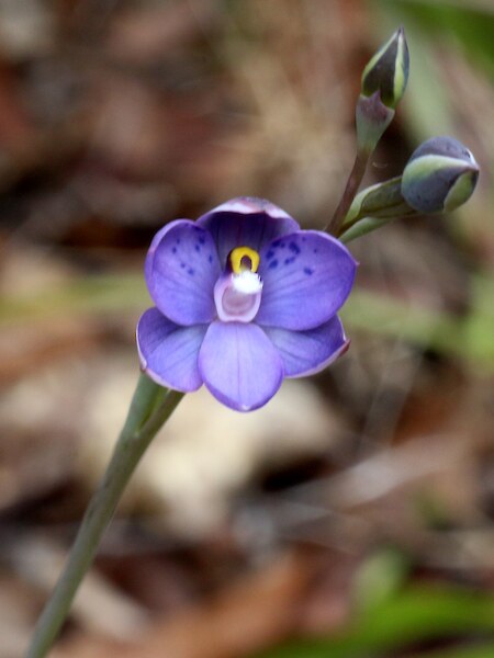 Thelymitra nervosa