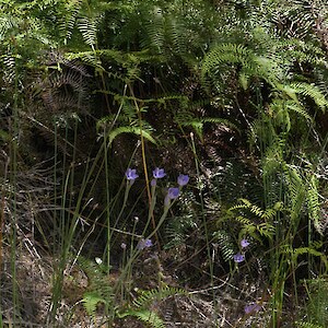 Wi Tako Reserve, Hutt Valley 5 December 2017. Photo: Matt Ward