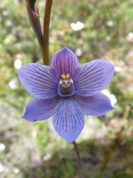 Thelymitra pulchella