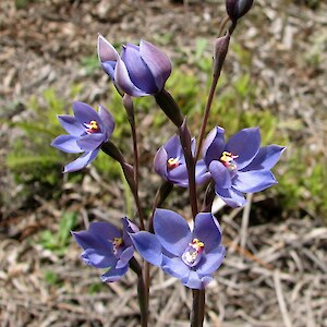 Unstriped flowers, Tahanga Road, Kaingaroa 15 November 2007. Photo: Bill Campbell