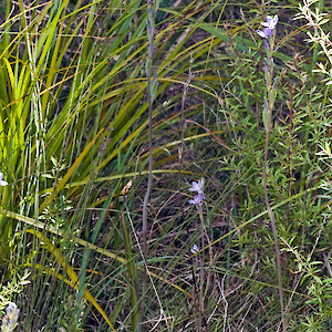 Mahurangi West 29 November 2008. Photo: Jeremy R. Rolfe